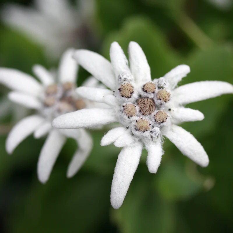 Parfum pour bougies et diffuseurs "Edelweiss"