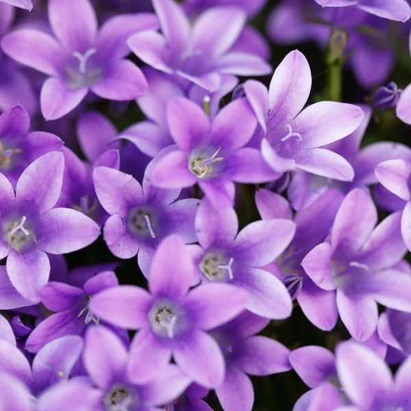 Parfum pour bougies et diffuseurs "Violette V2"