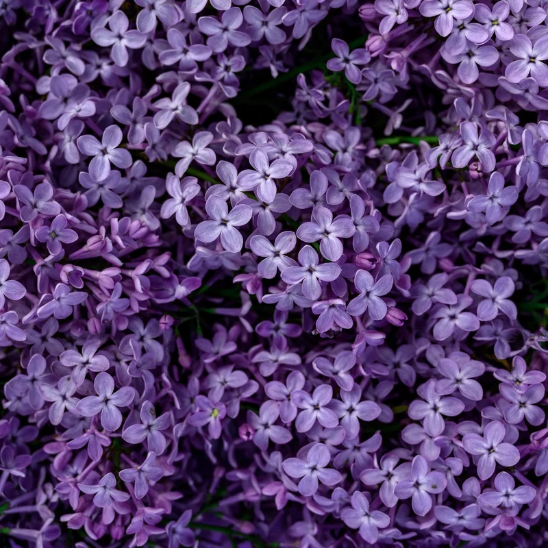 Parfum pour bougies et diffuseurs "Lilas"