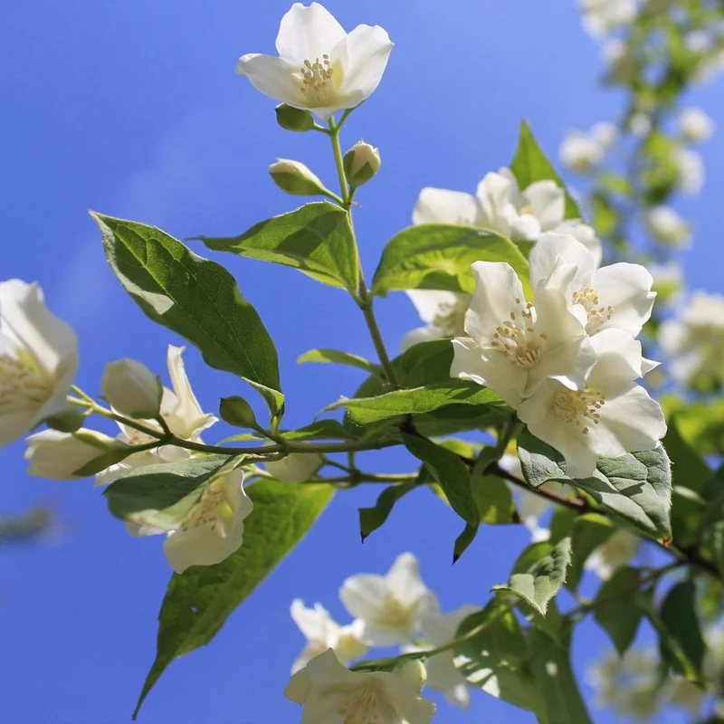 Parfum pour bougies et diffuseurs "Jasmin V2"