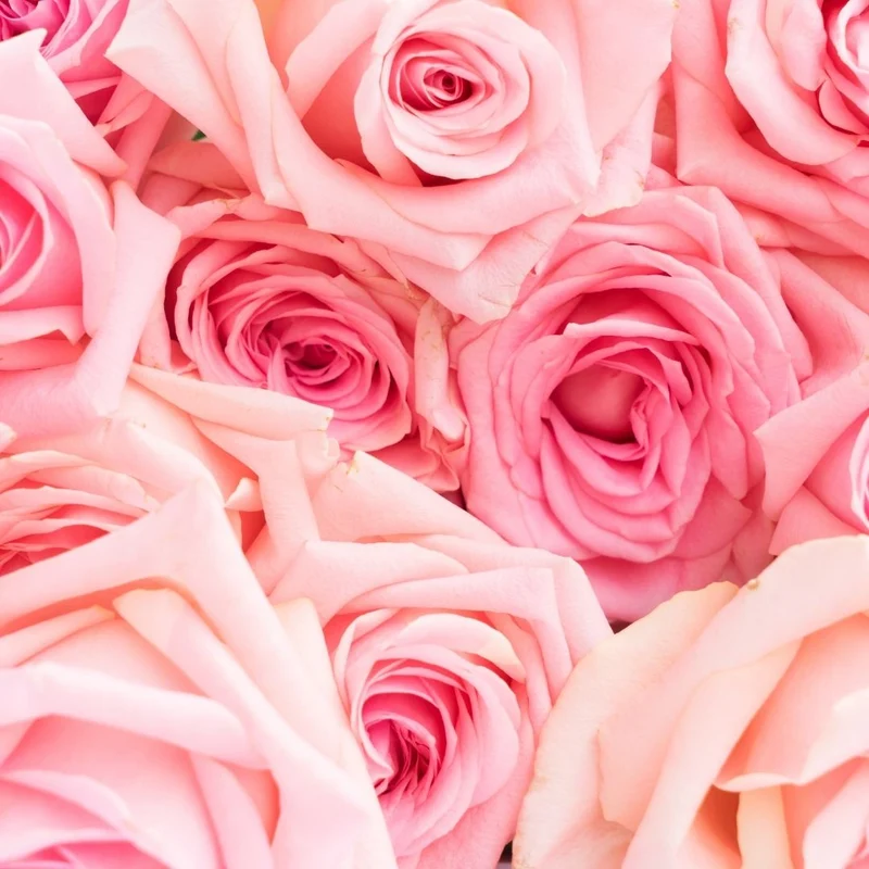 Parfum pour bougies et diffuseurs "Rose Paix"