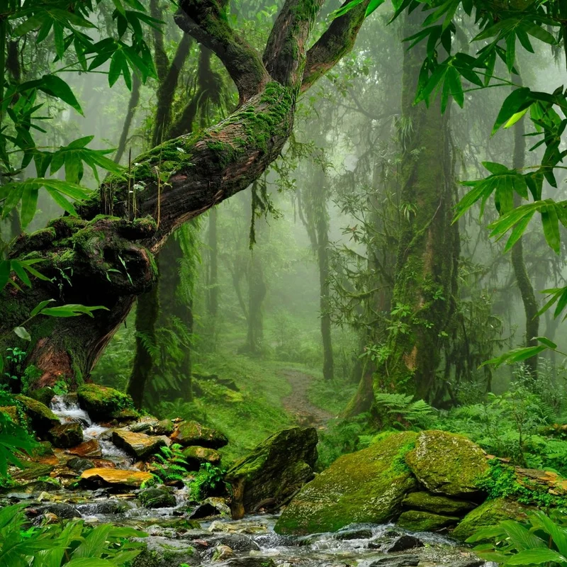 Parfum pour bougies et diffuseurs "Jungle - V2"