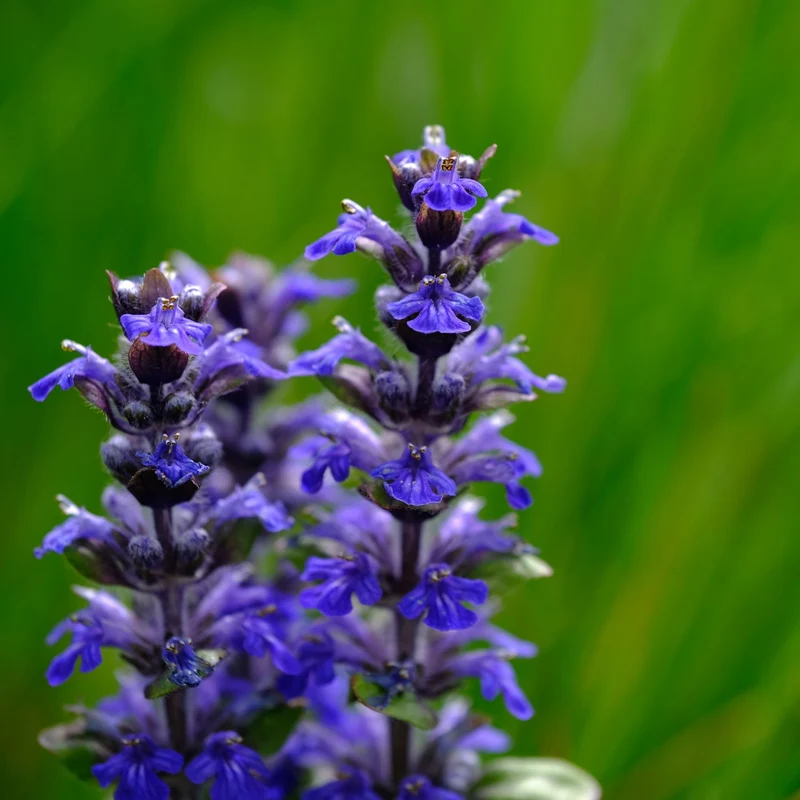 Parfum pour bougies et diffuseurs "Patchouli"