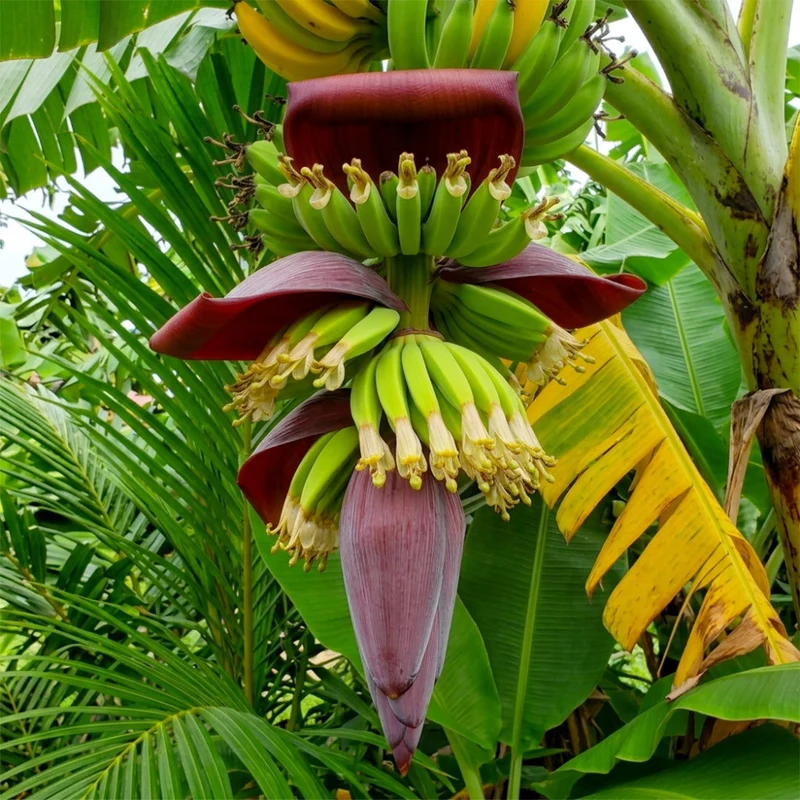 Fleur de bananier - Parfum pour bougie