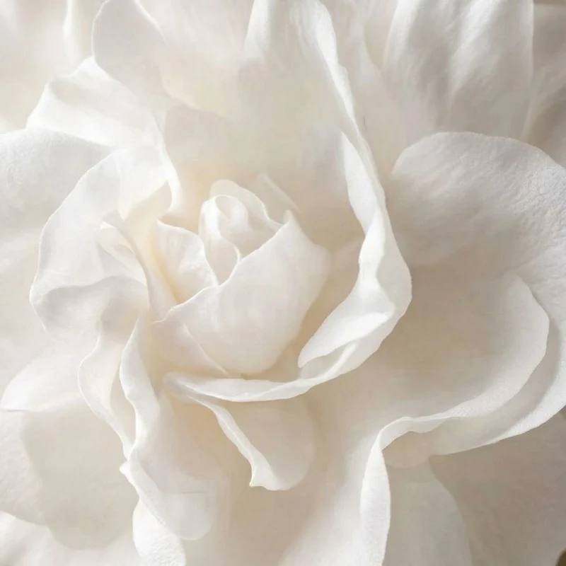 Musc blanc Boost - Parfum pour bougie
