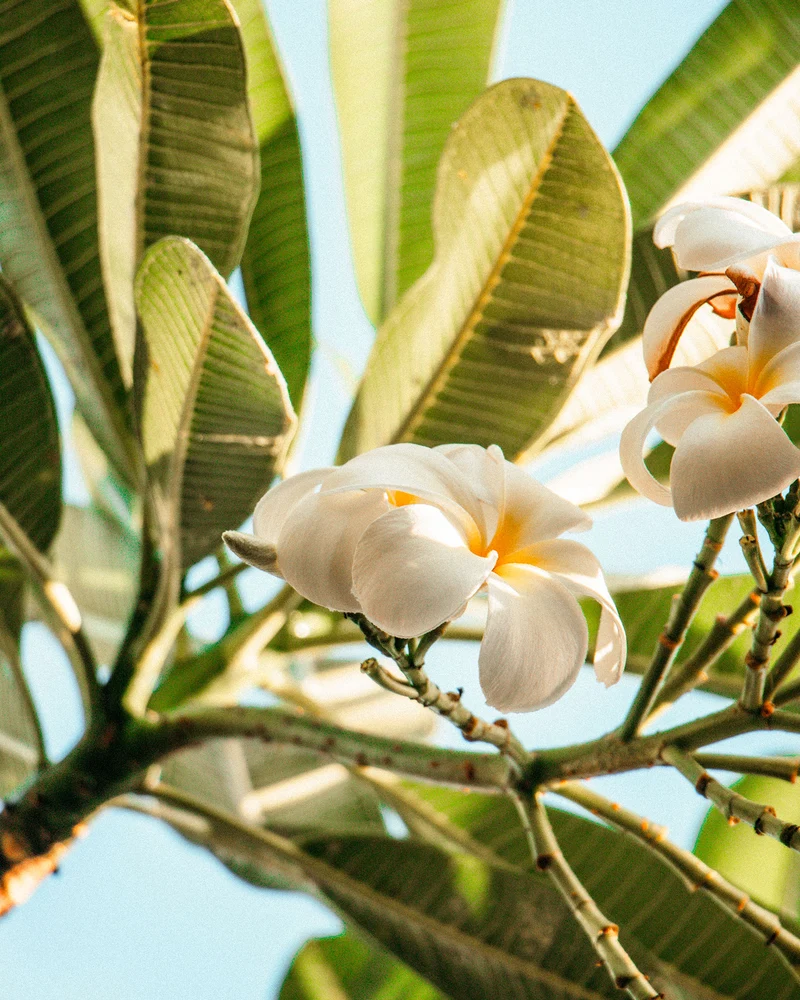 Bougie bijou Les Plages de Tahiti