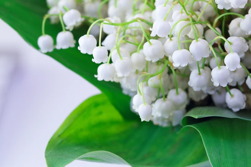 Parfum pour bougies et diffuseurs "Lily of the valley"