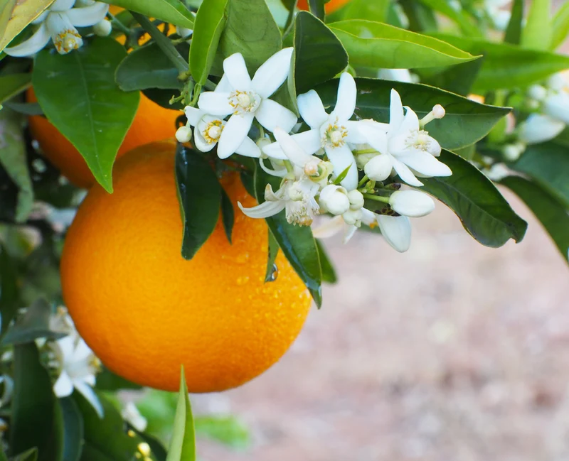 Parfum pour bougies et diffuseurs "Fleur d'oranger"