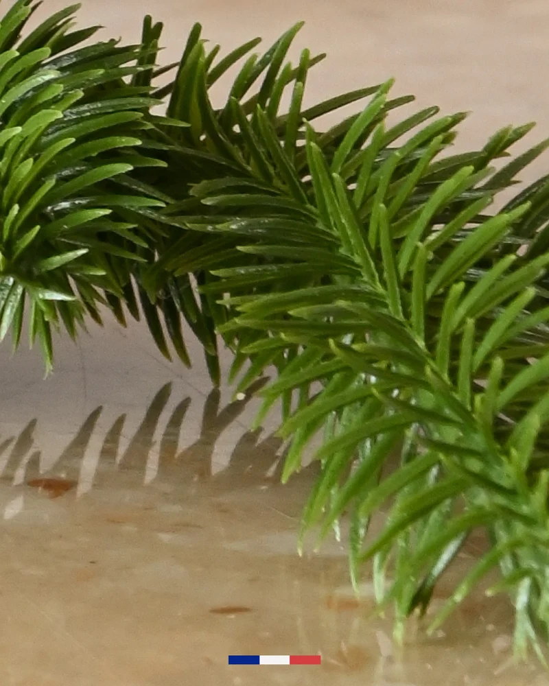Bougie Sapin Givré