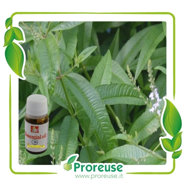 Fragranza alla citronella, n.1 confezione da 10 ml