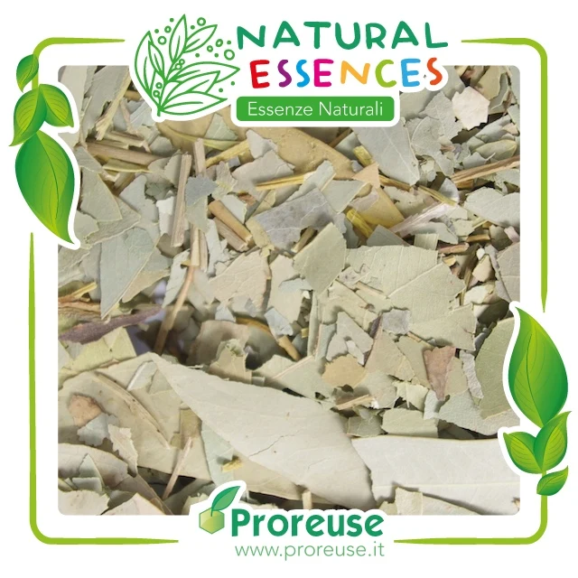 Eucalipto foglie intere - 100 gr