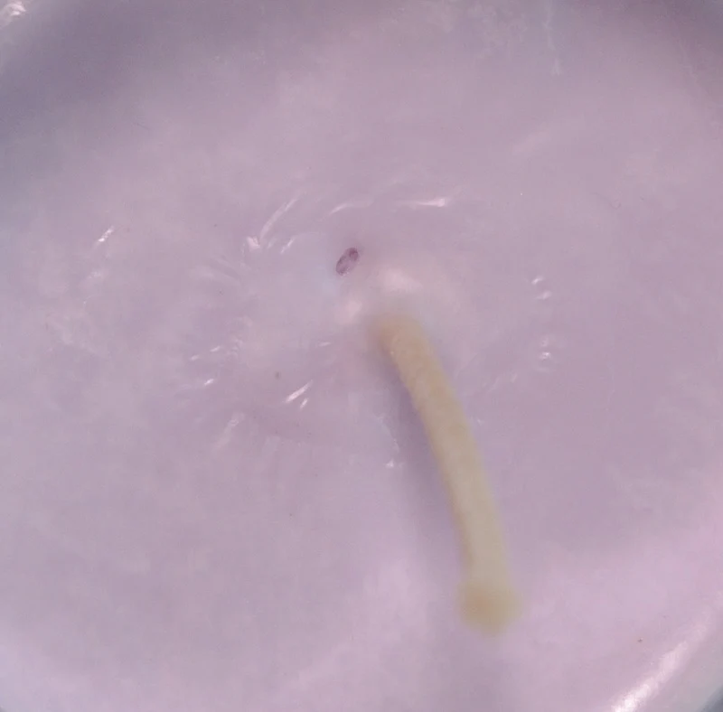 Colore Viola, liquido, 100 % vegetale, per cera o per diffusori d'ambiente