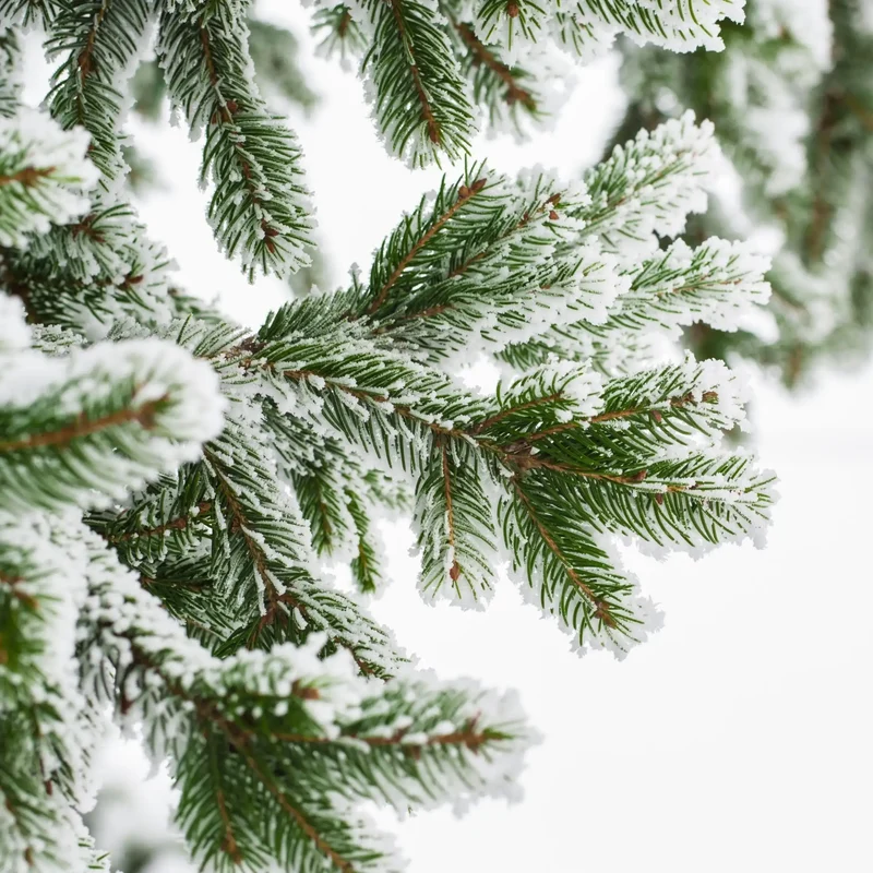 Christmas tree Boost - Parfum pour bougie