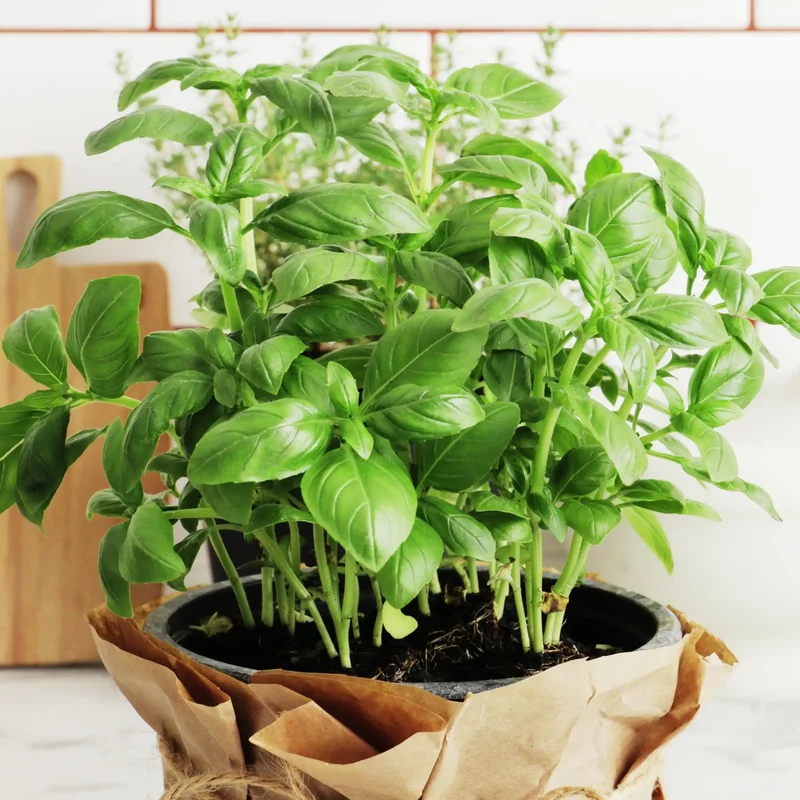 Basilic frais - Parfum pour bougie