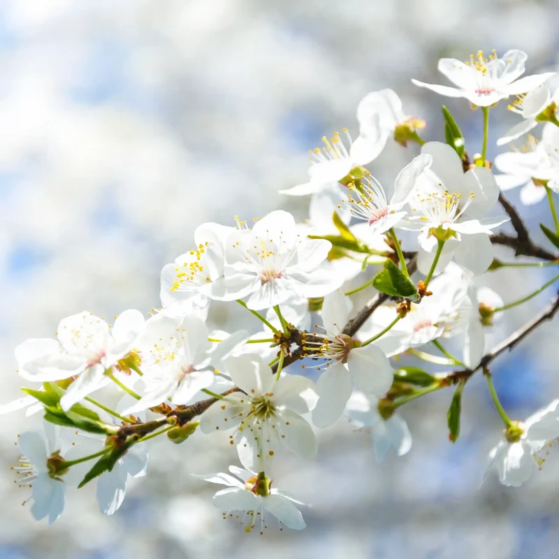 Flores blancas - Parfum pour bougie