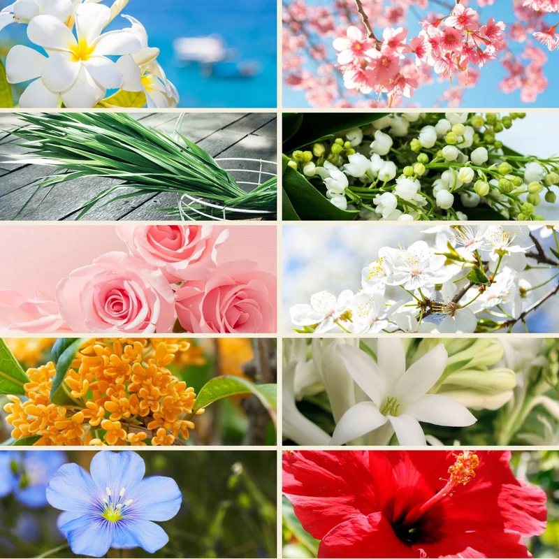 Pack de 10 parfums thématiques de Grasse