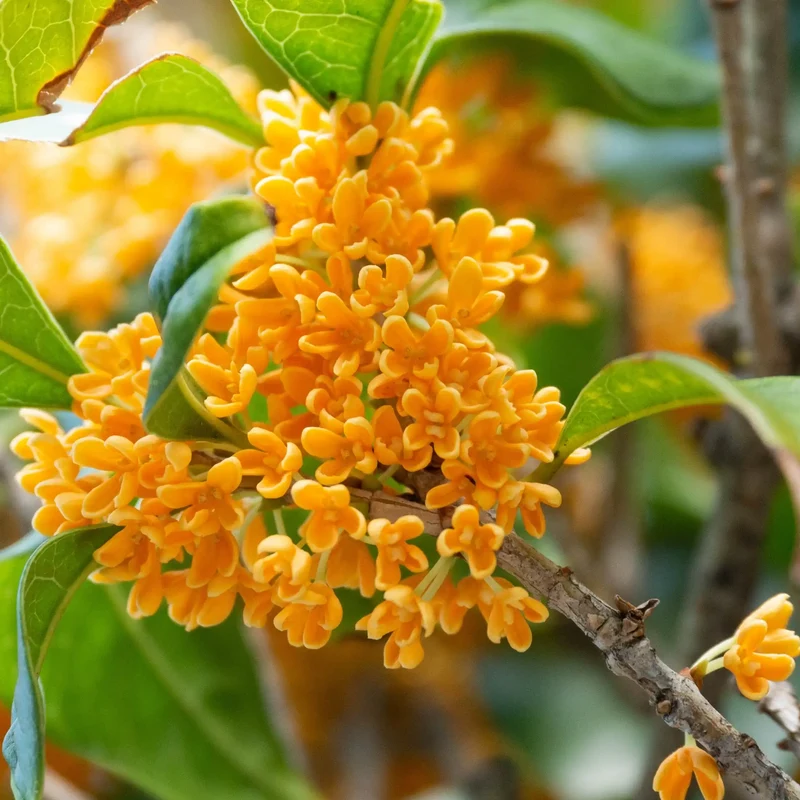 Osmanthus - Parfum pour bougie