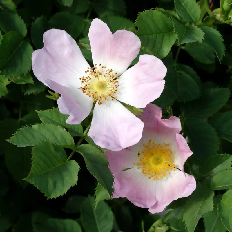 Rose sauvage - Parfum pour bougie