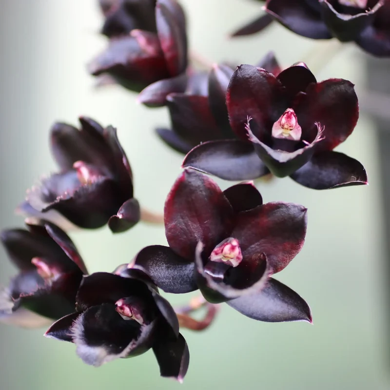 Orchidée noire - Parfum pour bougie