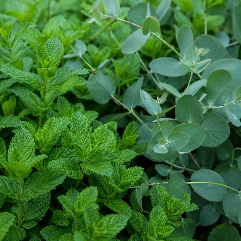 Menthe et eucalyptus - Parfum pour bougie