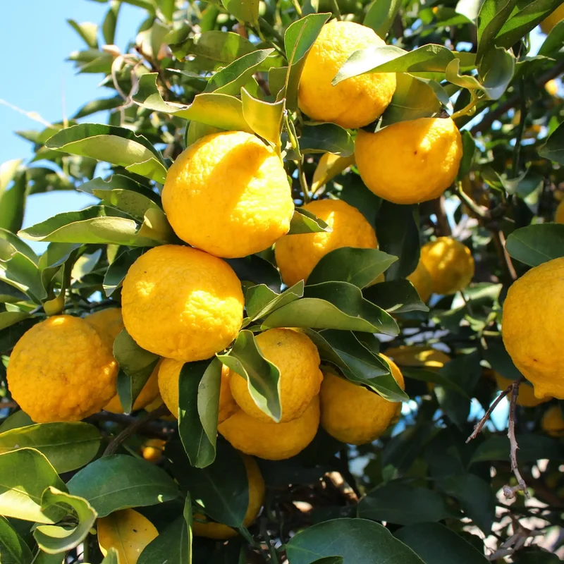 Yuzu - Parfum pour bougie
