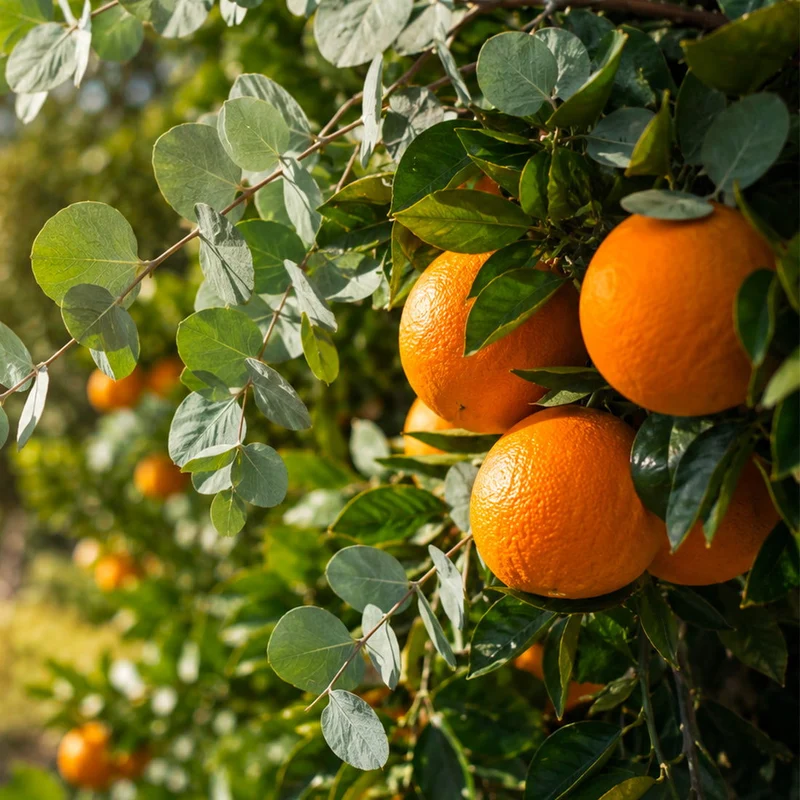 Eucalyptus et orange - Parfum pour bougie