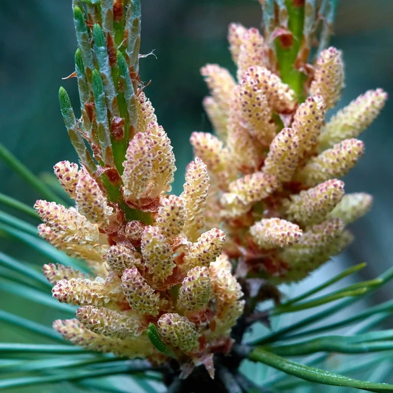 Aiguilles de pin - Parfum pour bougie