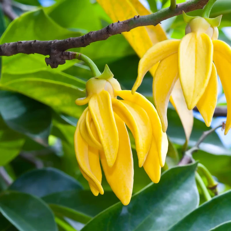 Ylang ylang - Parfum pour bougie