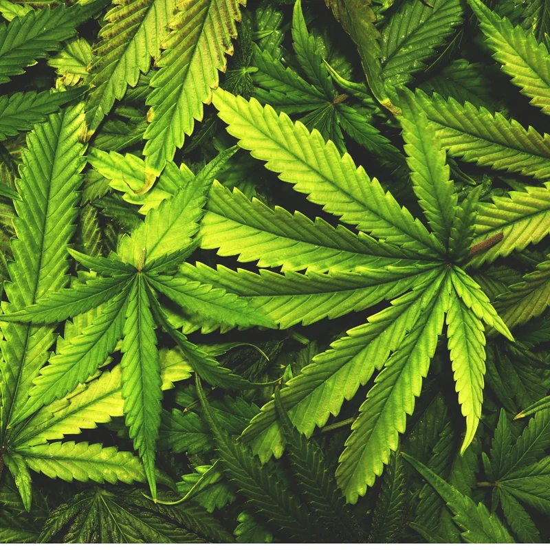 Cannabis - Parfum pour bougie