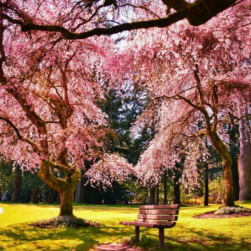 Fleur de sakura - Parfum pour bougie