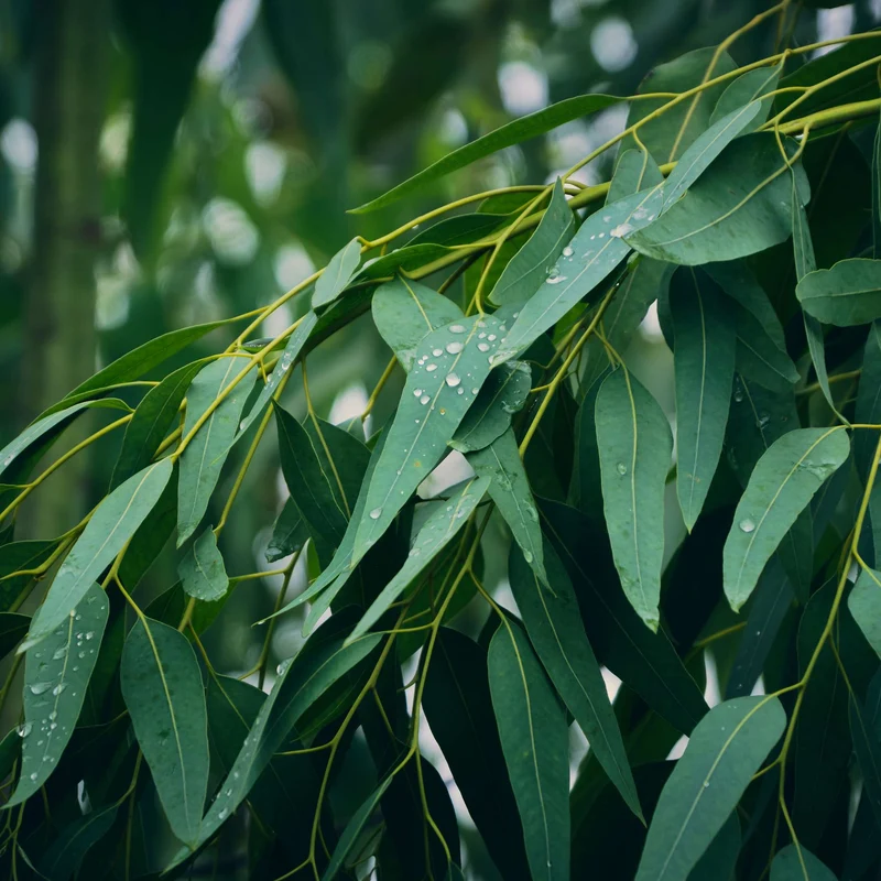 Eucalyptus - Parfum pour bougie