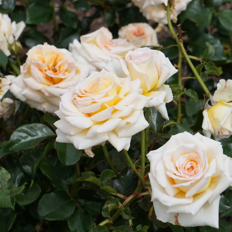 Rose des jardins - Parfum pour bougie