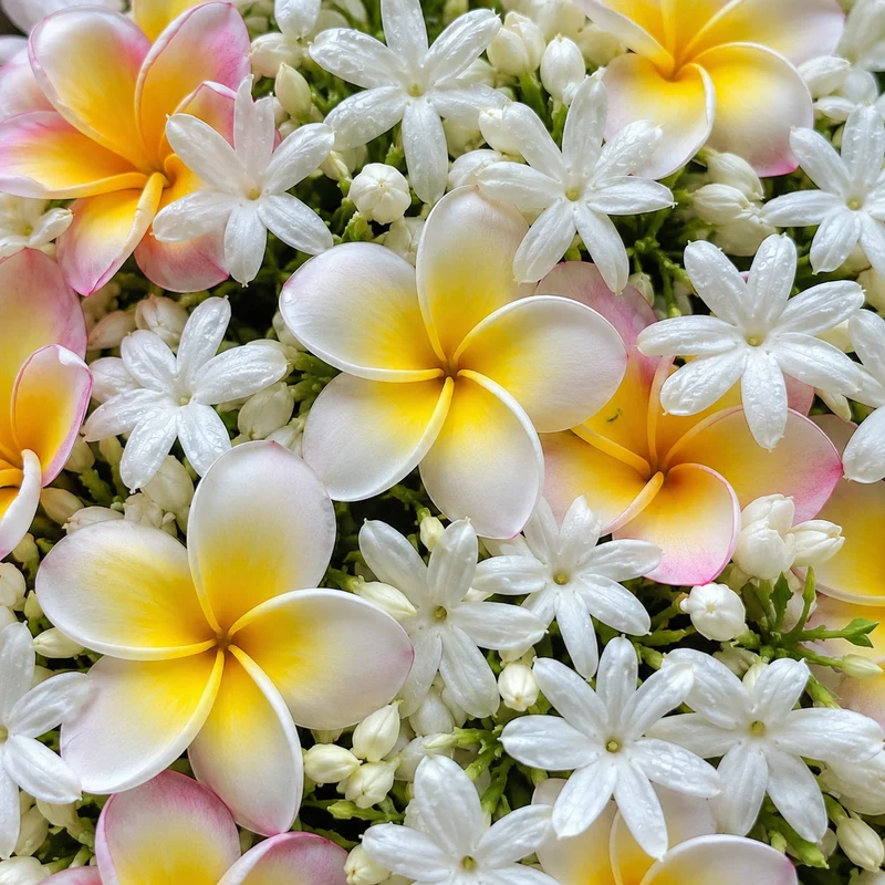 Frangipanier et jasmin - Parfum pour bougie