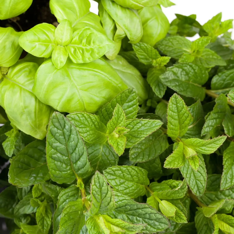 Menthe et basilic - Parfum pour bougie