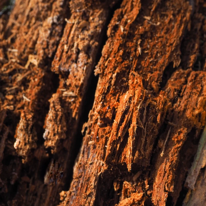 Bois de oud - Parfum pour bougie