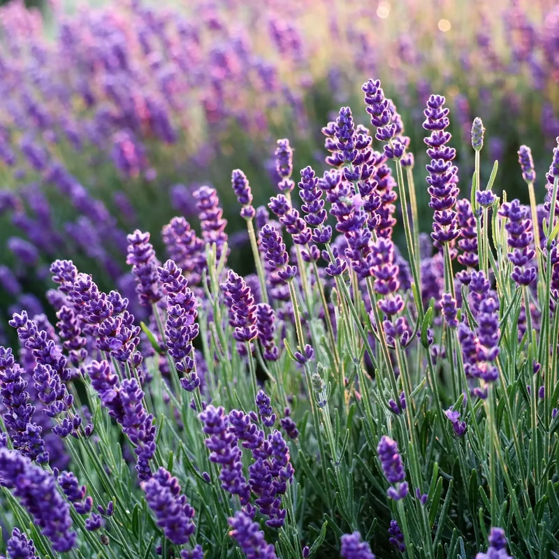 Lavande - Parfum pour bougie