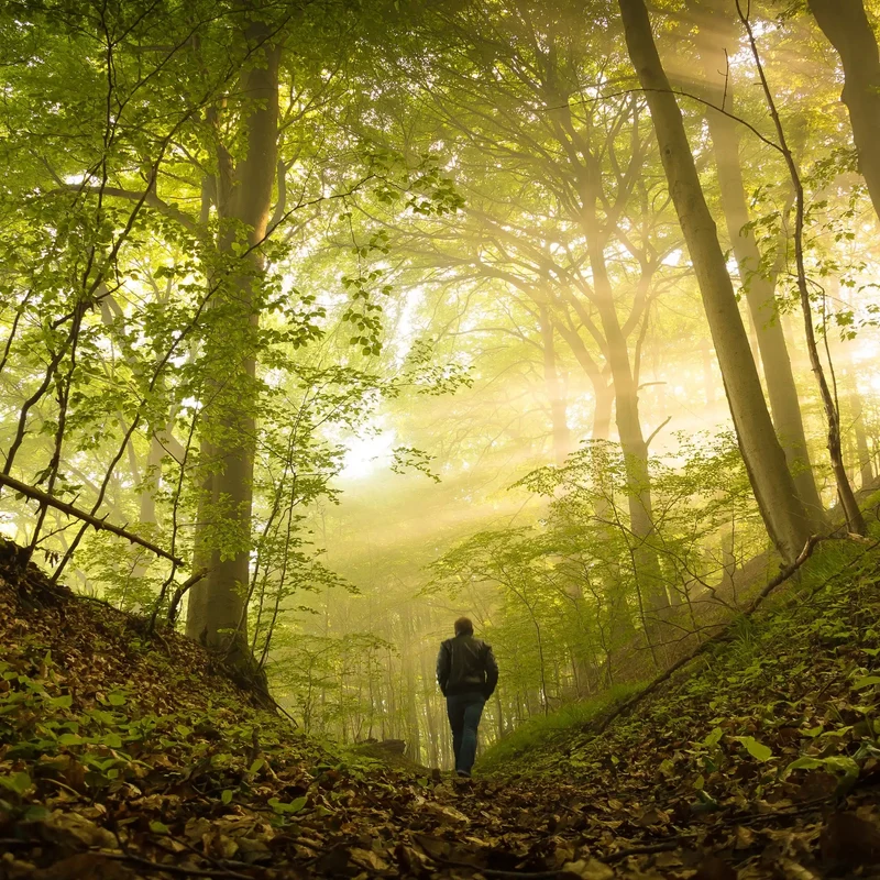 Balade en forêt - Parfum pour bougie