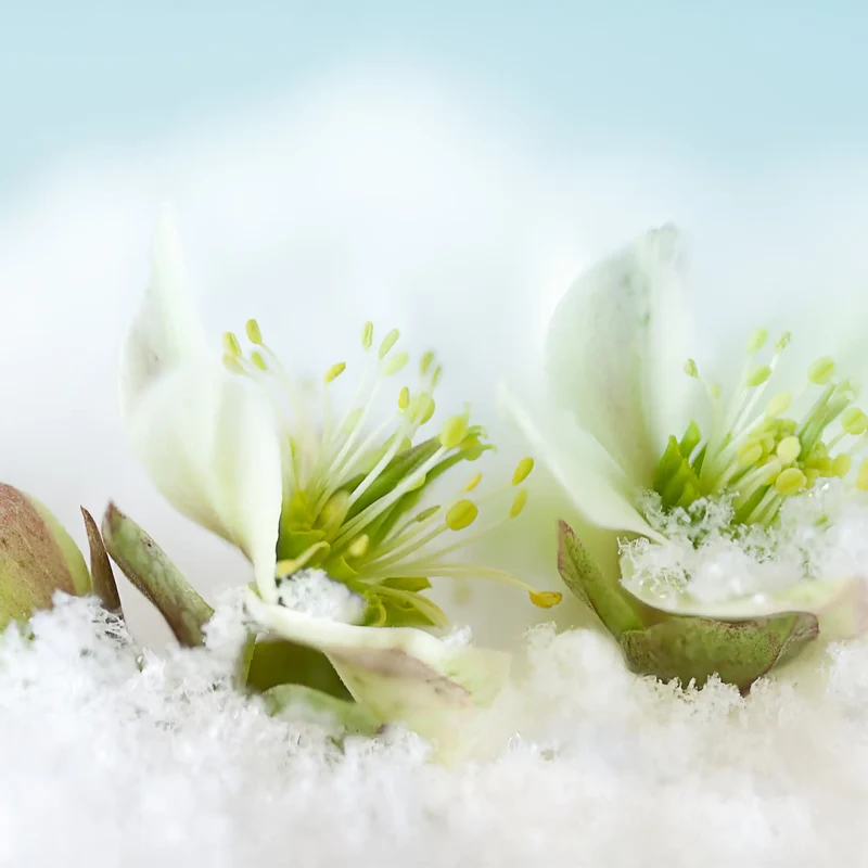 Nectar d'hiver - Parfum pour bougie