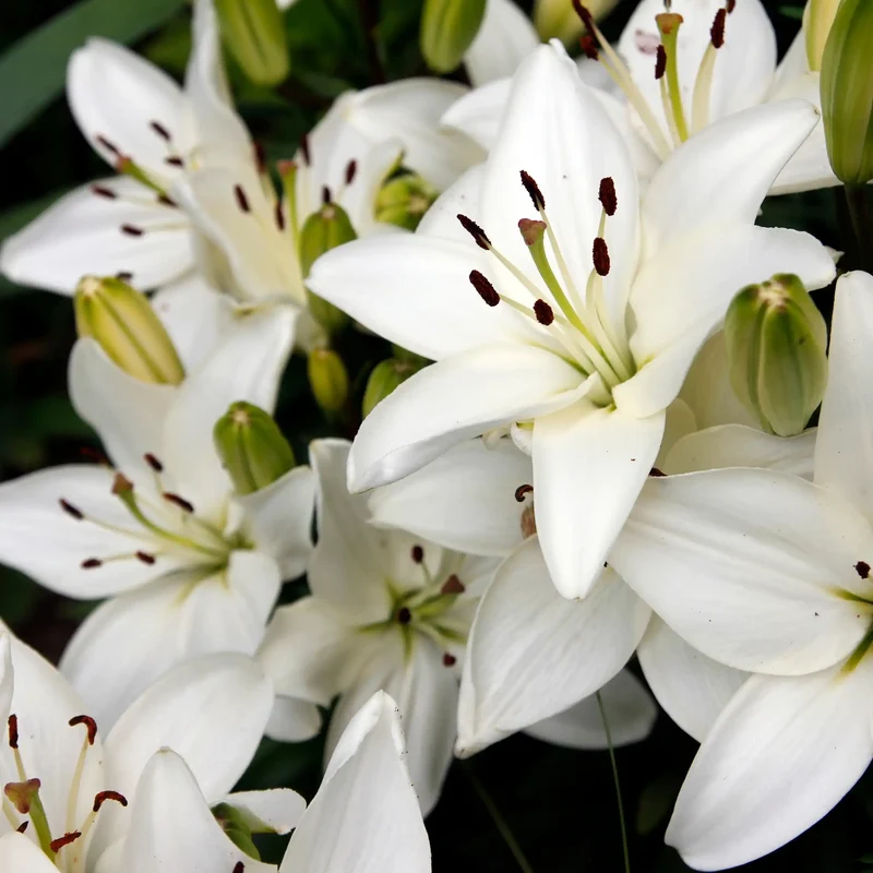 Lys blanc - Parfum pour bougie