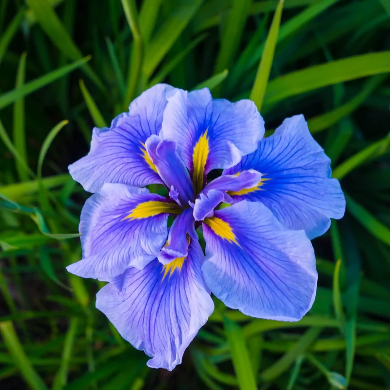 Iris - Parfum pour bougie
