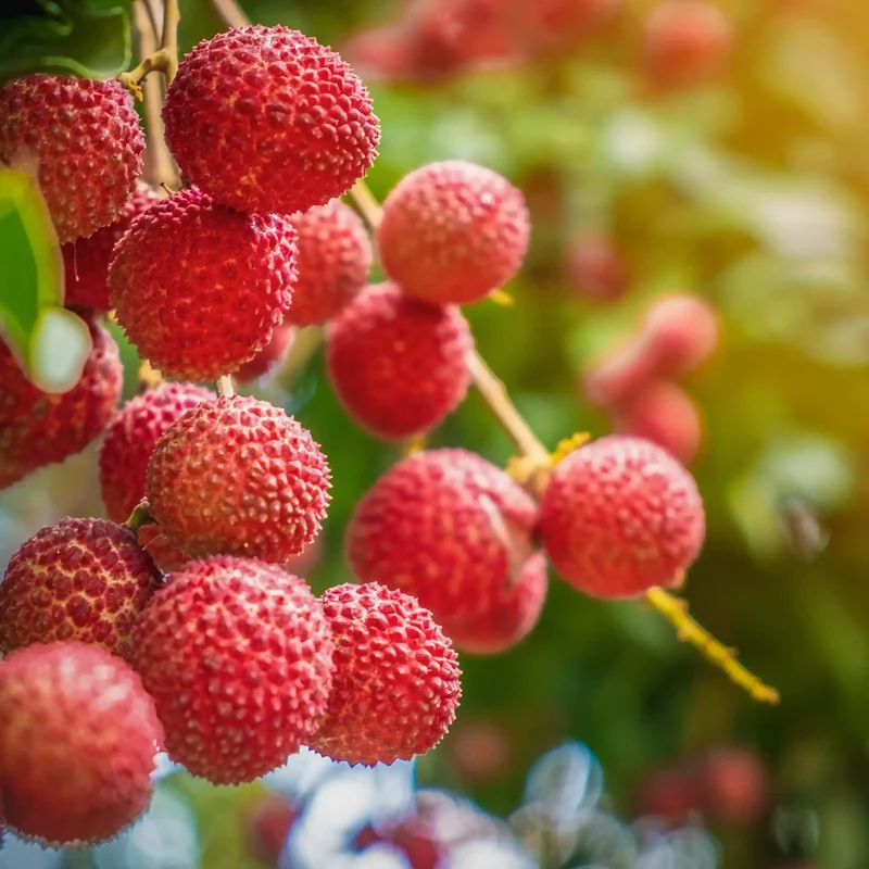 Litchi - Parfum pour bougie