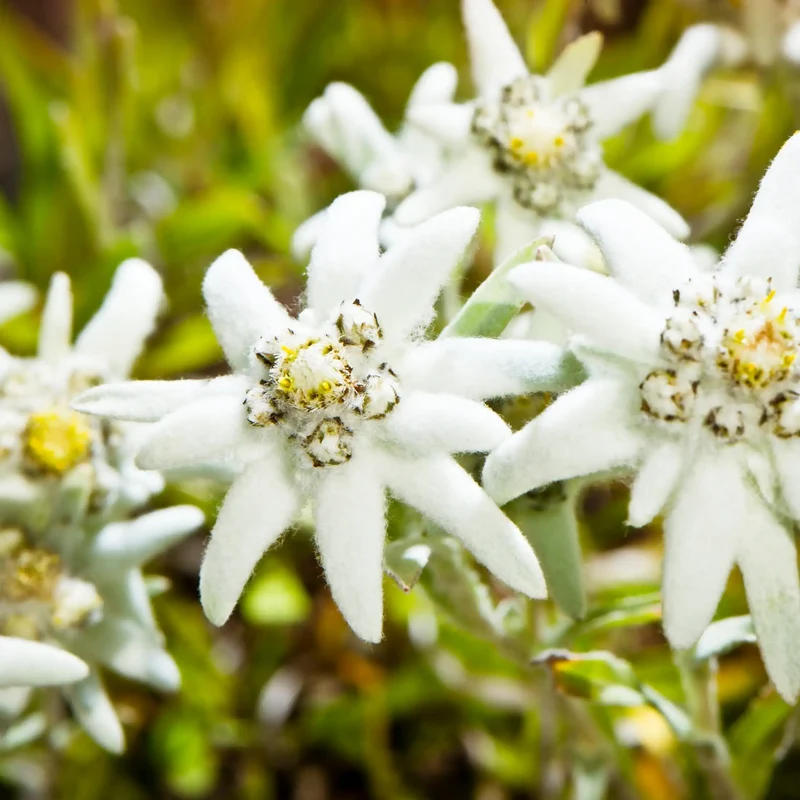 Edelweiss - Parfum pour bougie