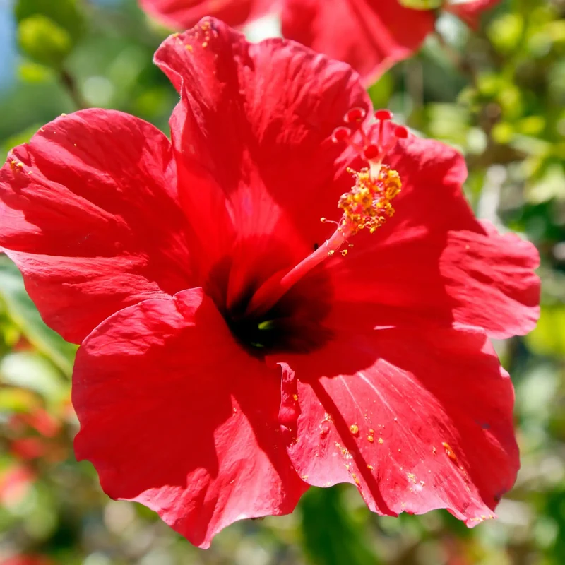 Hibiscus - Parfum pour bougie