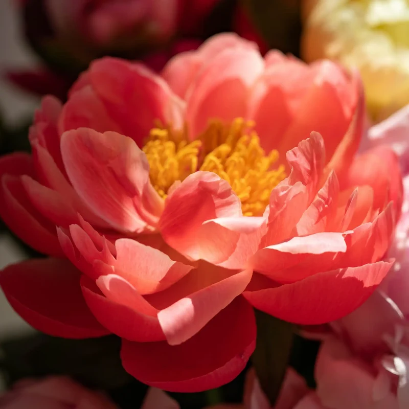 Pivoine - Parfum pour bougie