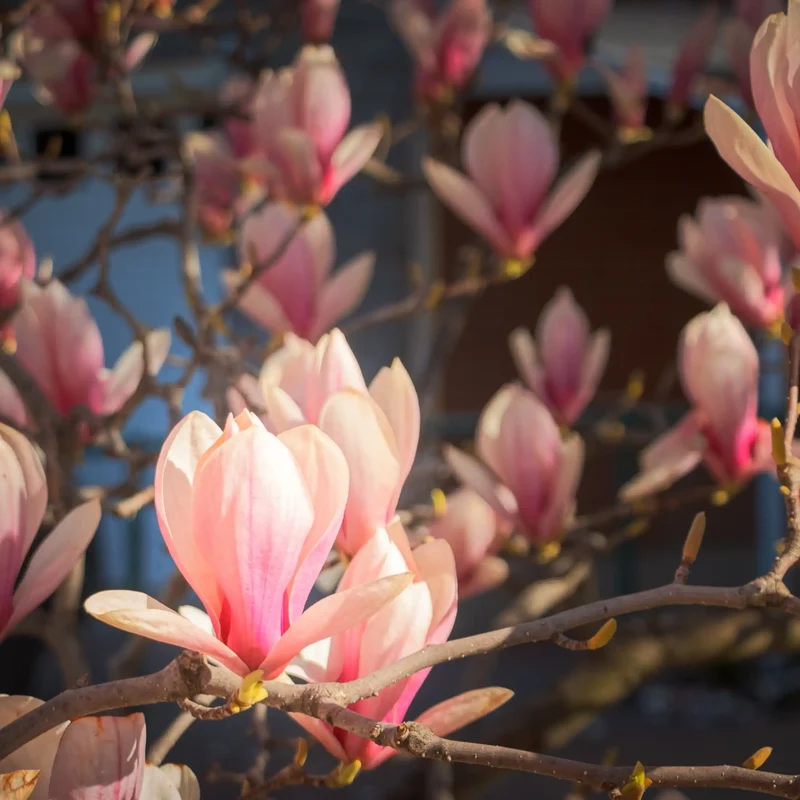 Magnolia - Parfum pour bougie