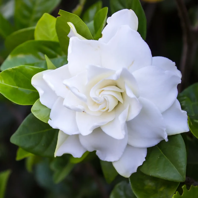 Gardenia - Parfum pour bougie