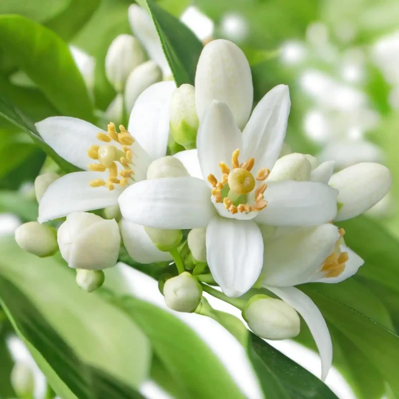Néroli - Parfum pour bougie