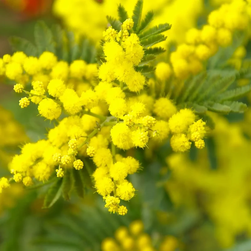 Mimosa - Parfum pour bougie