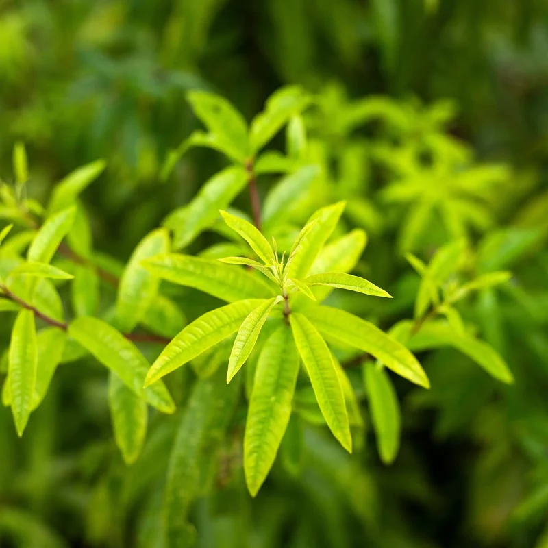 Verveine - Parfum pour bougie