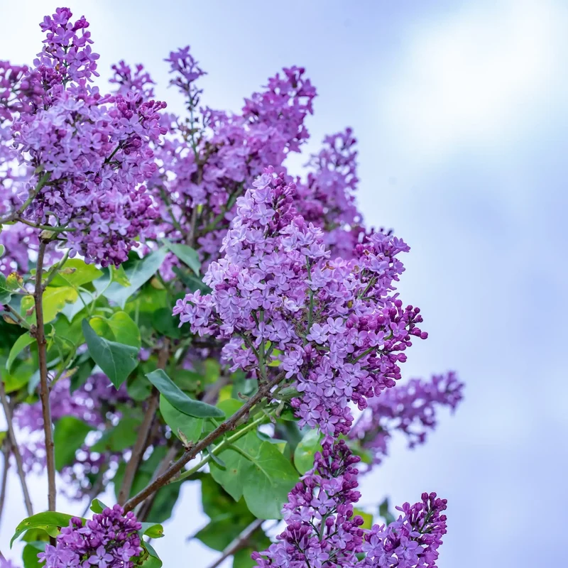 Lilas - Parfum pour bougie